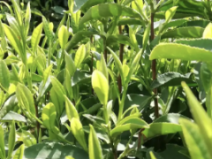 2026年茶叶消费趋势：年轻人群体成主要购买力