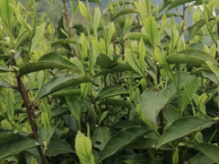 名茶之路：如何在全球市场中突出重围？