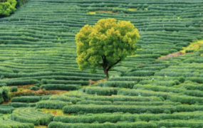 高端原产地茶叶品牌全国招商