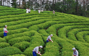 原生态茶园直采项目招商