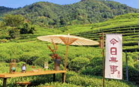 区域茶叶代理招商计划