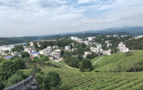 商务礼品茶定制招商