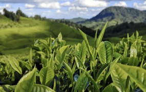 电商茶叶品牌合作招商