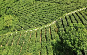 电商平台专供绿茶招商