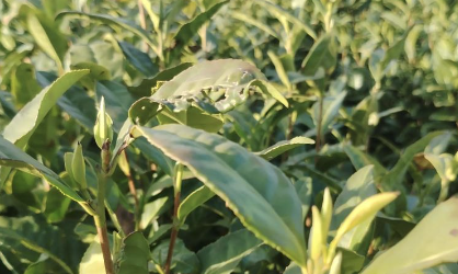 给社区客户准备的一套温和型白茶