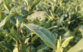 给社区客户准备的一套温和型白茶