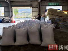 湖北竹山：3万公斤大叶茶“整装待发”