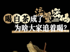 福建白茶品质提升，国内外市场需求持续增长