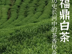 福鼎白茶创新加工工艺，提升国际竞争力