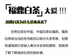 政和白茶生态种植推动品质提升