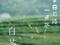 寿宁白茶走向高端市场，出口潜力巨大