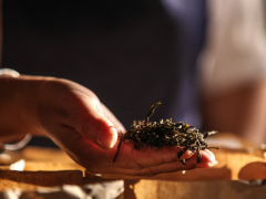 “新中式茶饮”的全球扩张与反哺