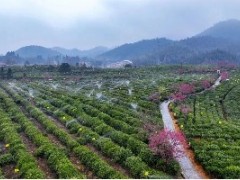 气候变化的致命威胁