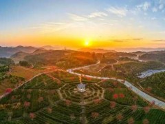 产业“破圈”，福安茶不走寻常路